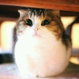 全宇宙天上地下最帅