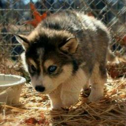 我是一只狼，狼！