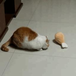 啊六阿六想吃芒果