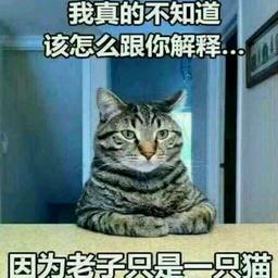 妖猫_8843