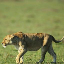 Panthera leo~~