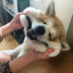 用户头像