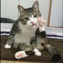 梓伊