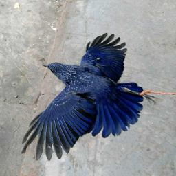 泪水渲染眼眶的瞳恫