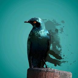 罗马尼亚风情黑眼圈