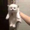 用戶頭像
