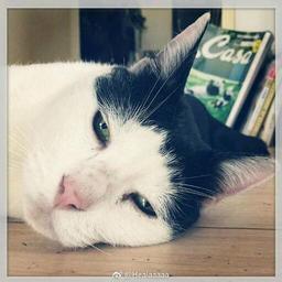 Чэнь тинг тинг 