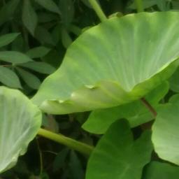 曾经的诺言_4017