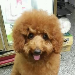 鐵血右絕