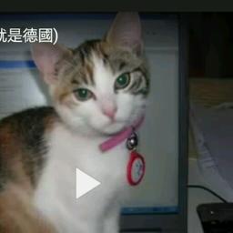 Katze
