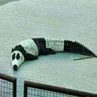 爱打盹的猫
