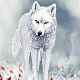 夏绒有着玻璃心