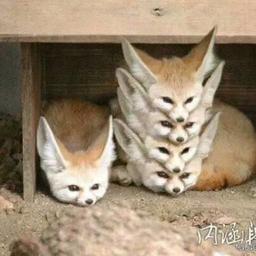 一只人类