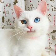 用戶頭像