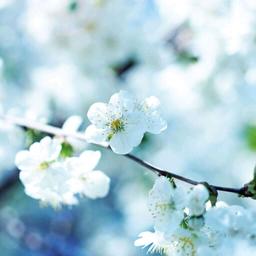 盛夏蔷薇