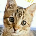 猫星游客