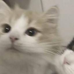 用戶頭像