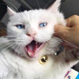 用戶頭像
