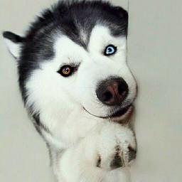 诸葛萌明