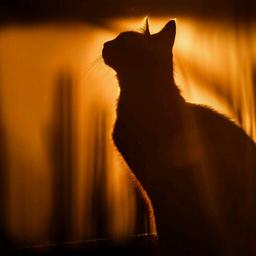 喵球你的爪子给我玩玩好不好