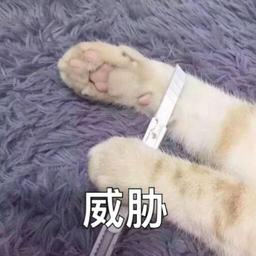 薛定谔和猫爪子