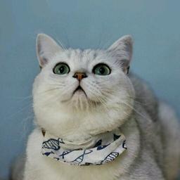 喵~你的凛妹已到货~