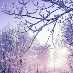 雪雨漂泊