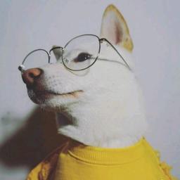 土狗觉得土豆好吃