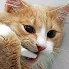 没有鱼的猫先生