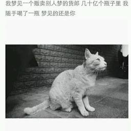 高冷猫