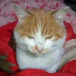 精忠报国胡汉三