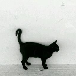 啵仙儿