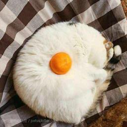 用戶頭像