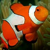 此号已废原因忘了邮箱请找新小号