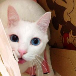 用戶(hù)頭像