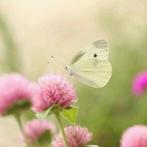 要死的节奏