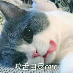用戶頭像