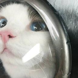 森子是念来过倒