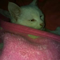 可爱的小猫咪！